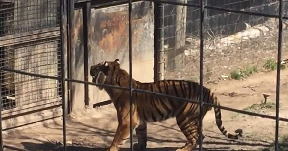 Viral video: Woman jumps into a tiger enclosure