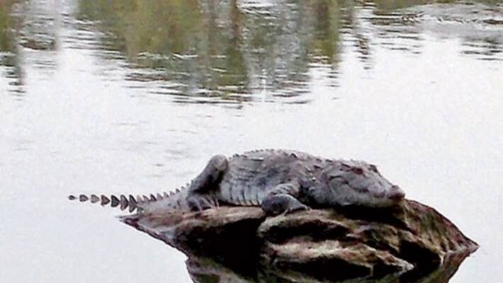 People are afraid of large crocodiles that come in the Amaravathi River Request to take action before survival ... People are afraid of large crocodiles that come in the Amaravathi River Request to take action before survival ...