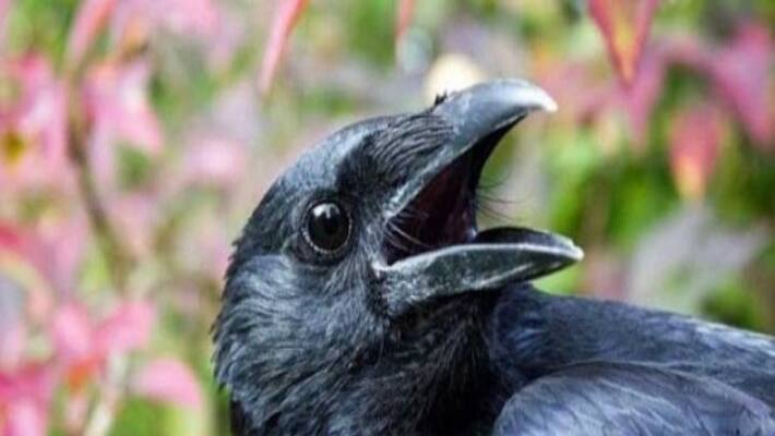 we have to feed crow before taking food we have to feed crow before taking food
