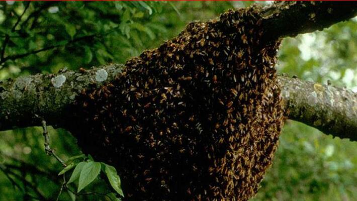 Honey Bee Attack on Mob Honey Bee Attack on Mob