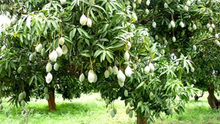 Magadi Teacher Success in Agriculture Magadi Teacher Success in Agriculture