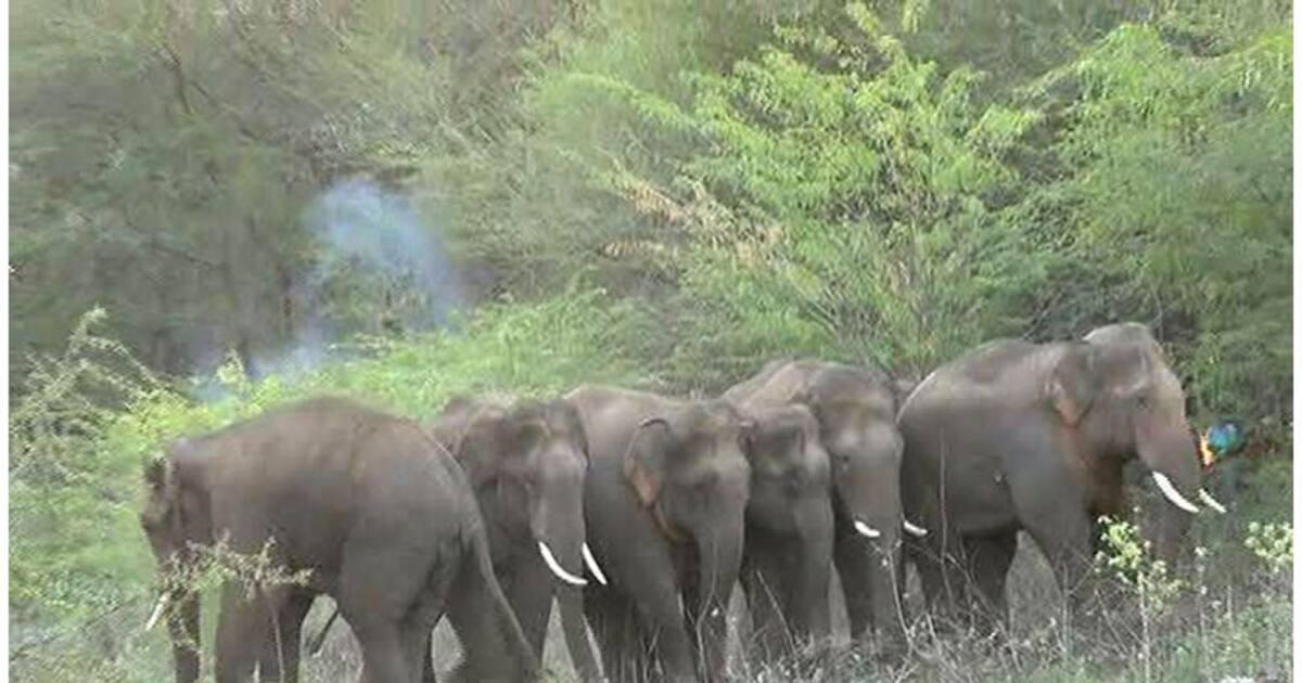 State stands tops India with highest number of elephants: 6049 and counting