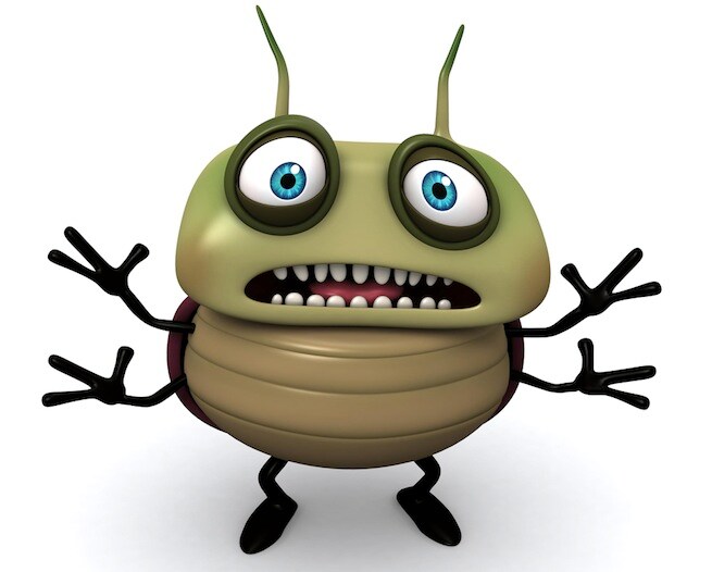Bedbugs disturbance high in European countries tricks to avoid it
