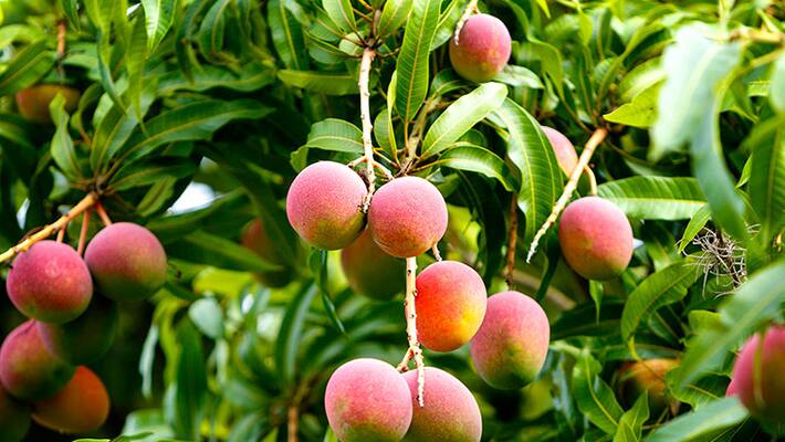 mango leaf benefits mango leaf benefits