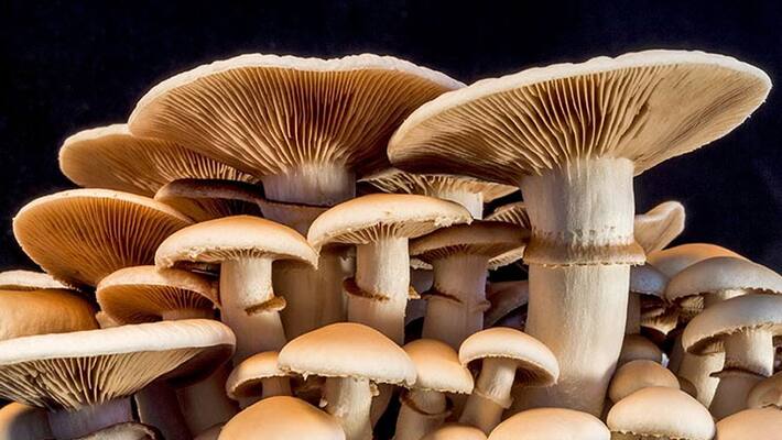 Attractive Mushrooms emerge in Kodagu after first rain Attractive Mushrooms emerge in Kodagu after first rain
