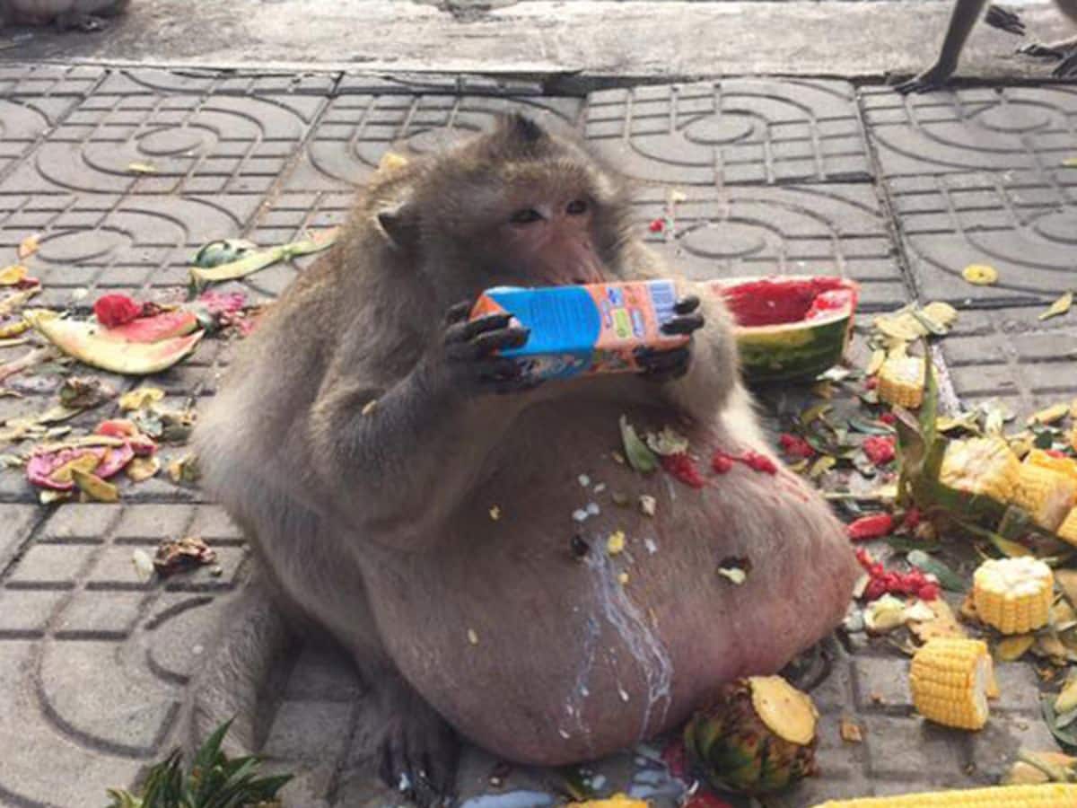 fattest monkey in the world
