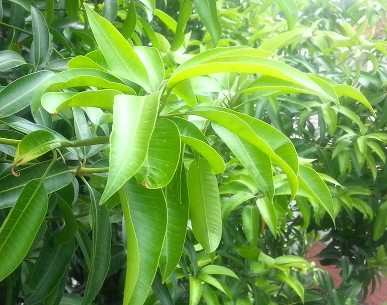 Not just mangoes leaves too have amazing benefits