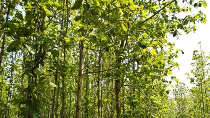 The teak tree is considered to be valuable because it has so many specialties ... The teak tree is considered to be valuable because it has so many specialties ...