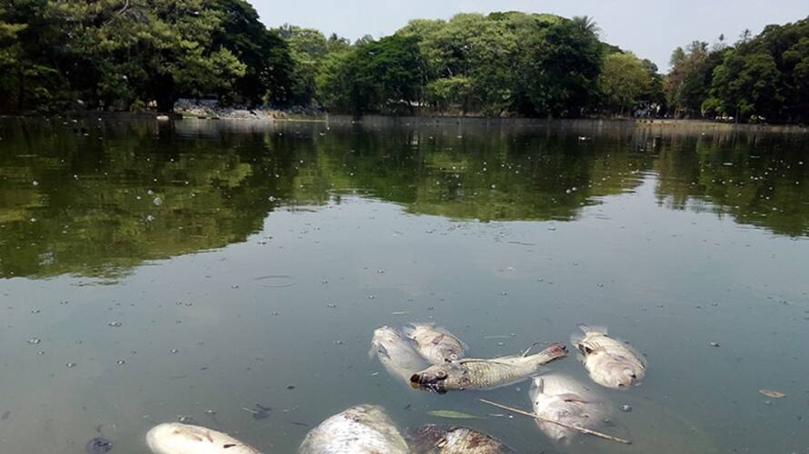 Bengaluru: Dead Fish Fill Ulsoor Lake Amid Blame Game