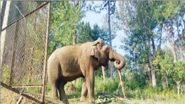 The wild elephant that drove school students The students were forced to flee the elephant and the students survived ... The wild elephant that drove school students The students were forced to flee the elephant and the students survived ...