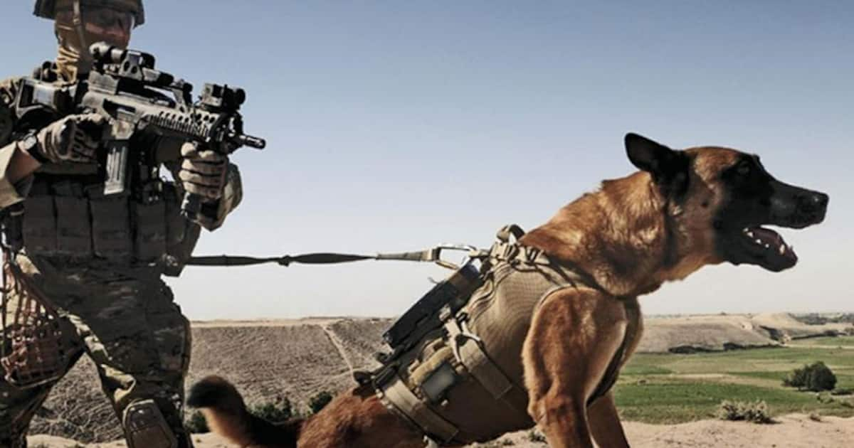 Dog takes on IS attackers, saves British SAS soldiers