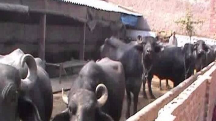 buffalos in palakkad handed over to kollam based charity group buffalos in palakkad handed over to kollam based charity group