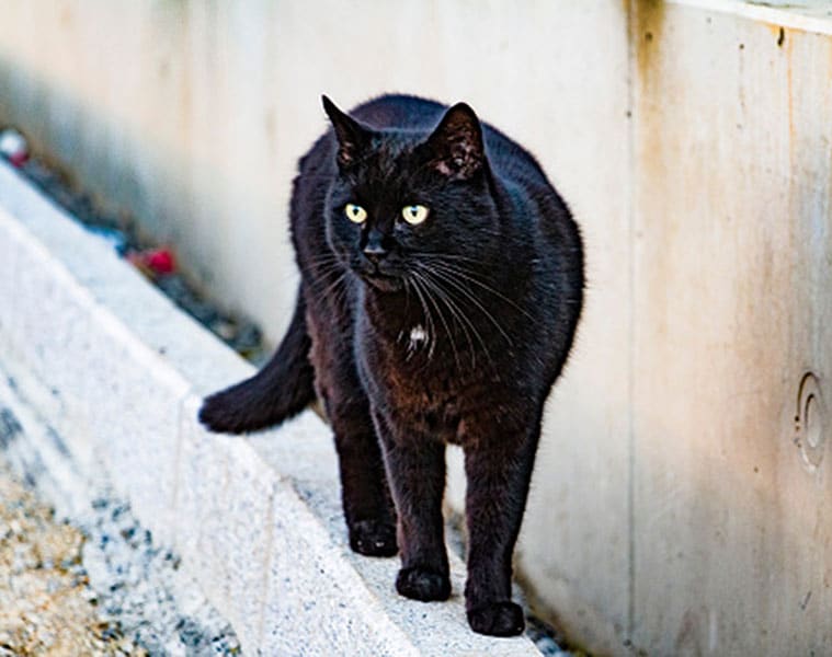 These countries take KAALI BILLI as a blessing!