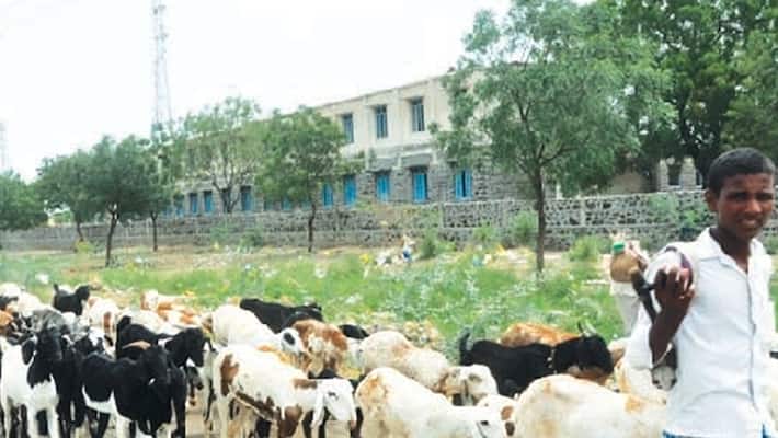 sheeps 'Arrested' In Telangana For Grazing On Saplings sheeps 'Arrested' In Telangana For Grazing On Saplings