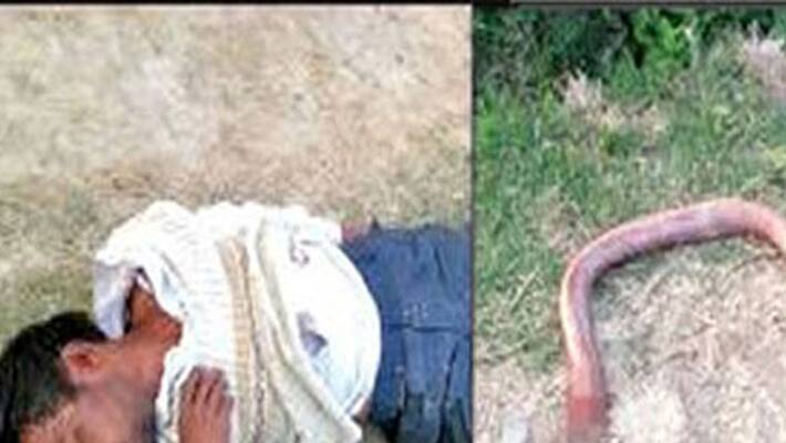 Man bites snake in Uttar Pradesh Man bites snake in Uttar Pradesh