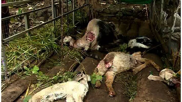 wild cat attack in kottayam panachikkad wild cat attack in kottayam panachikkad