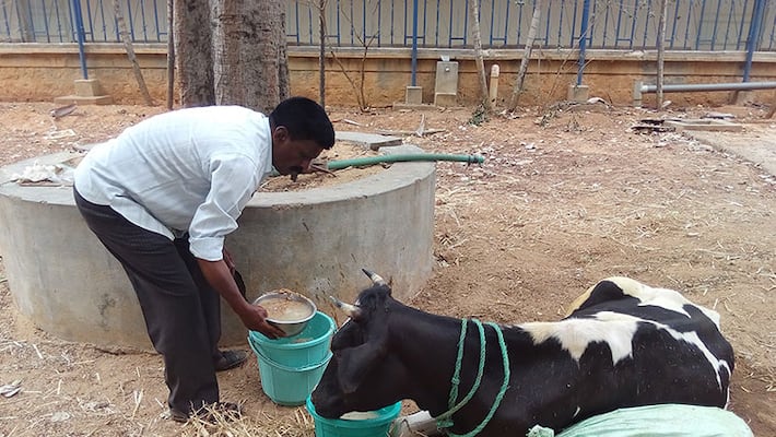 Bengaluru Cow Bengaluru Veterinary College Bengaluru Cow Bengaluru Veterinary College