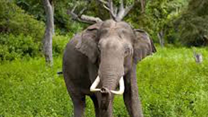 wild Elephant attacks school girl in madikeri wild Elephant attacks school girl in madikeri