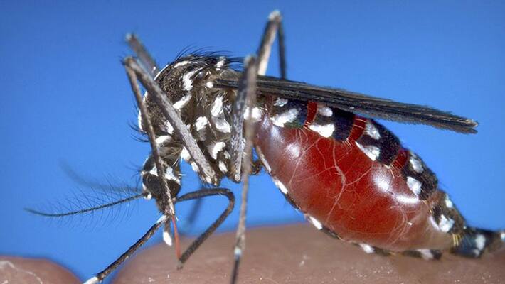 monsoon health alert monsoon health alert