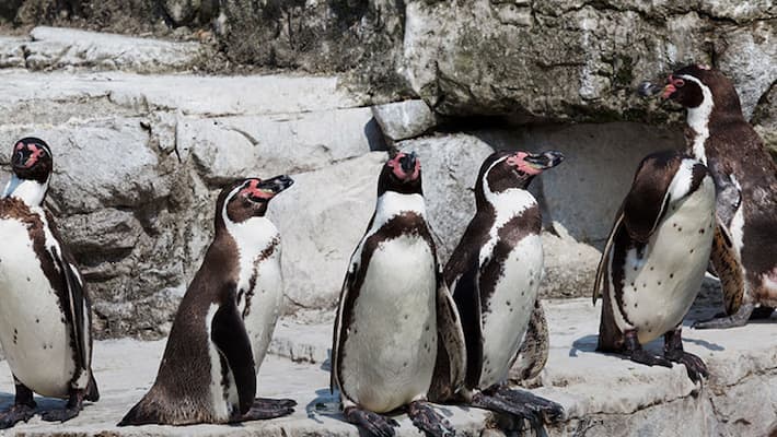 Penguins India zoos illtreated Penguins India zoos illtreated