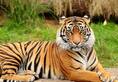 Tigress Avni's cubs are still missing They might die of starvation
