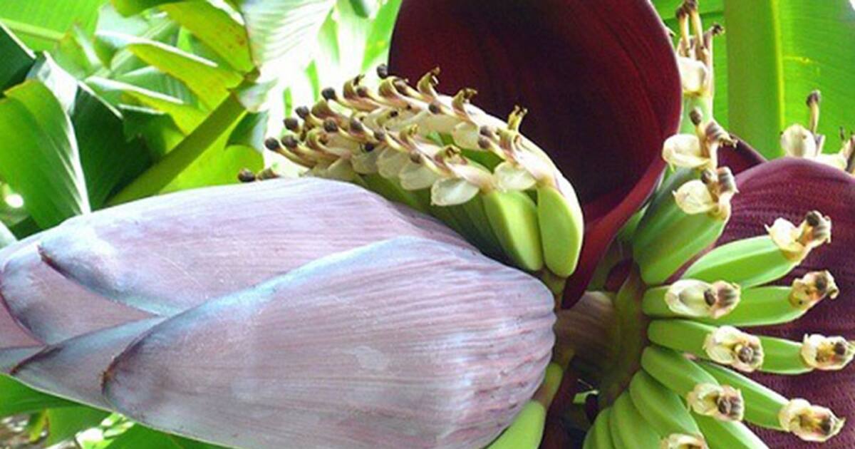 New mommies do not miss eating banana flower for health benefits