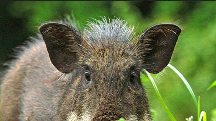 wild boar hunted according to govt order wild boar hunted according to govt order