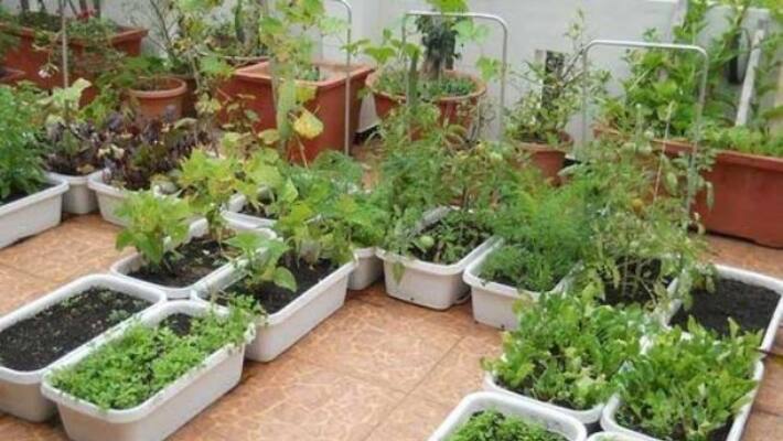 Terrace garden types and vegetables show grow Terrace garden types and vegetables show grow