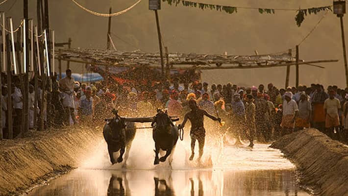 Cabinet approves Kambala bill to be tabled at Belagavi session Cabinet approves Kambala bill to be tabled at Belagavi session