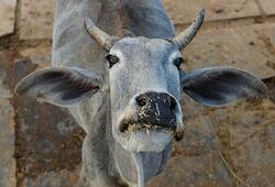 Kolkata NGO organises selfie-with-cow contest, winner will be awarded cow products