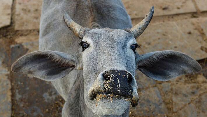 Rajasthan minister stands by his remark, says cows do inhale and exhale  oxygen!