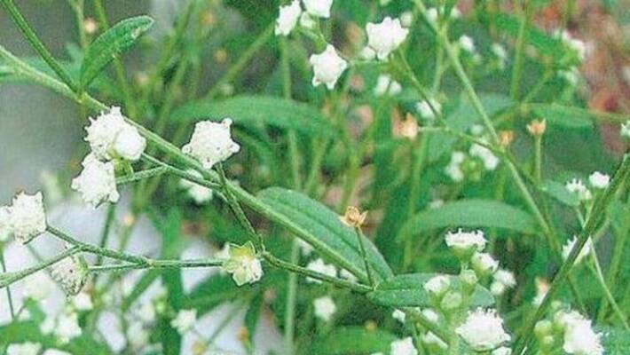There is a way to use as a fertilizer as a fertilizer. There is a way to use as a fertilizer as a fertilizer.