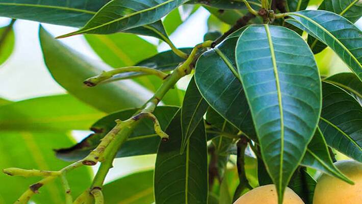 tips to be followed to protect mango crop tips to be followed to protect mango crop