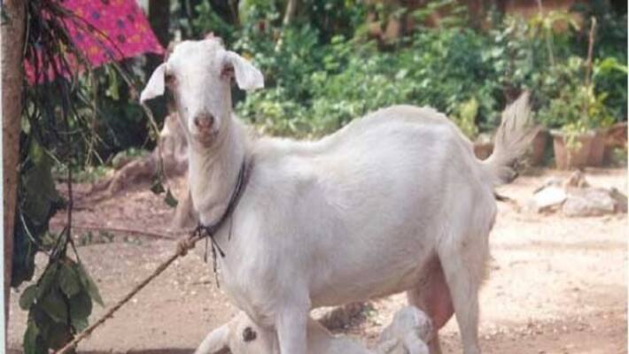 Here are the vitamins and vaccines needed for the breeding goats ... Here are the vitamins and vaccines needed for the breeding goats ...