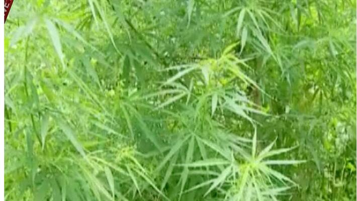 Ganja Ganja