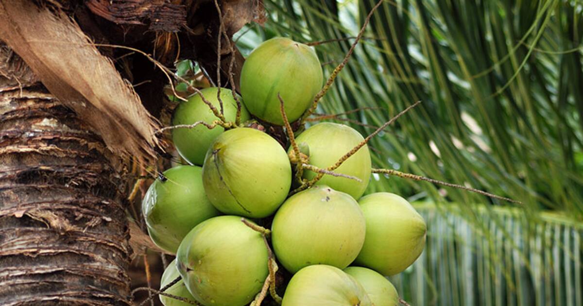 இளநீர் வெட்டும்போது துண்டான கட்டை விரல்; அற்புதத்தை நிகழ்த்திக்காட்டிய மருத்துவர்கள்